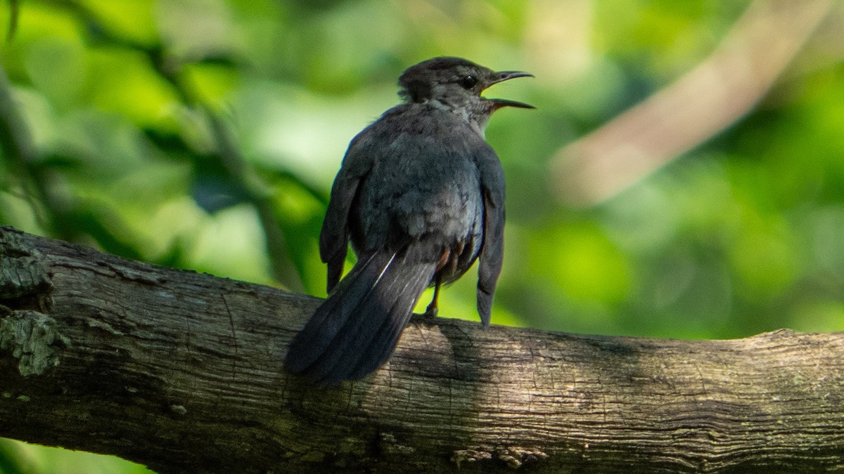 Gray Catbird - ML638534827