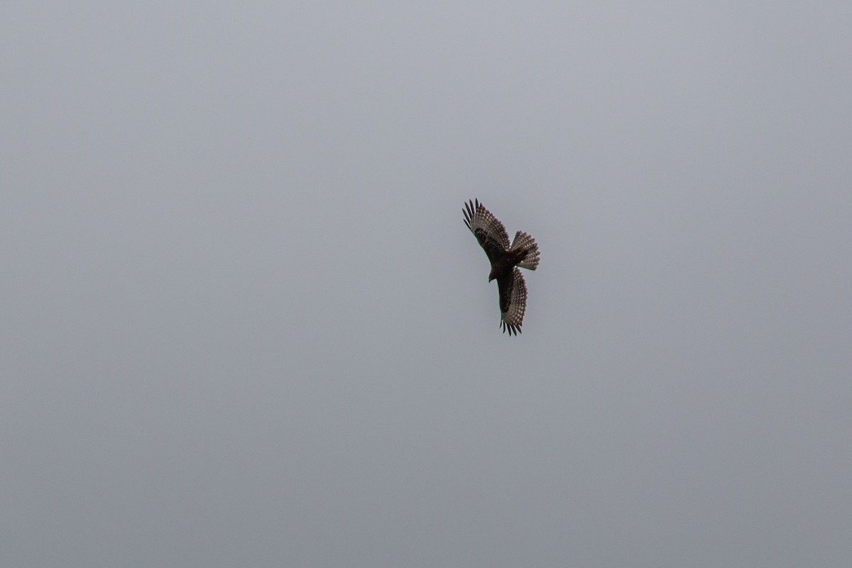 Zone-tailed Hawk - ML638534828