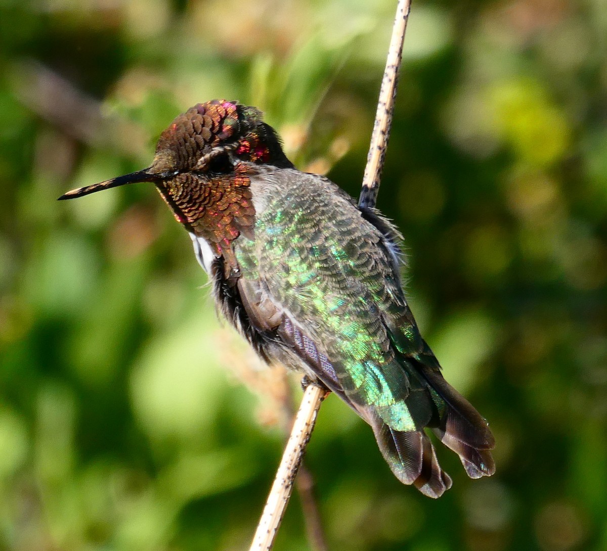 Anna's Hummingbird - ML638534829