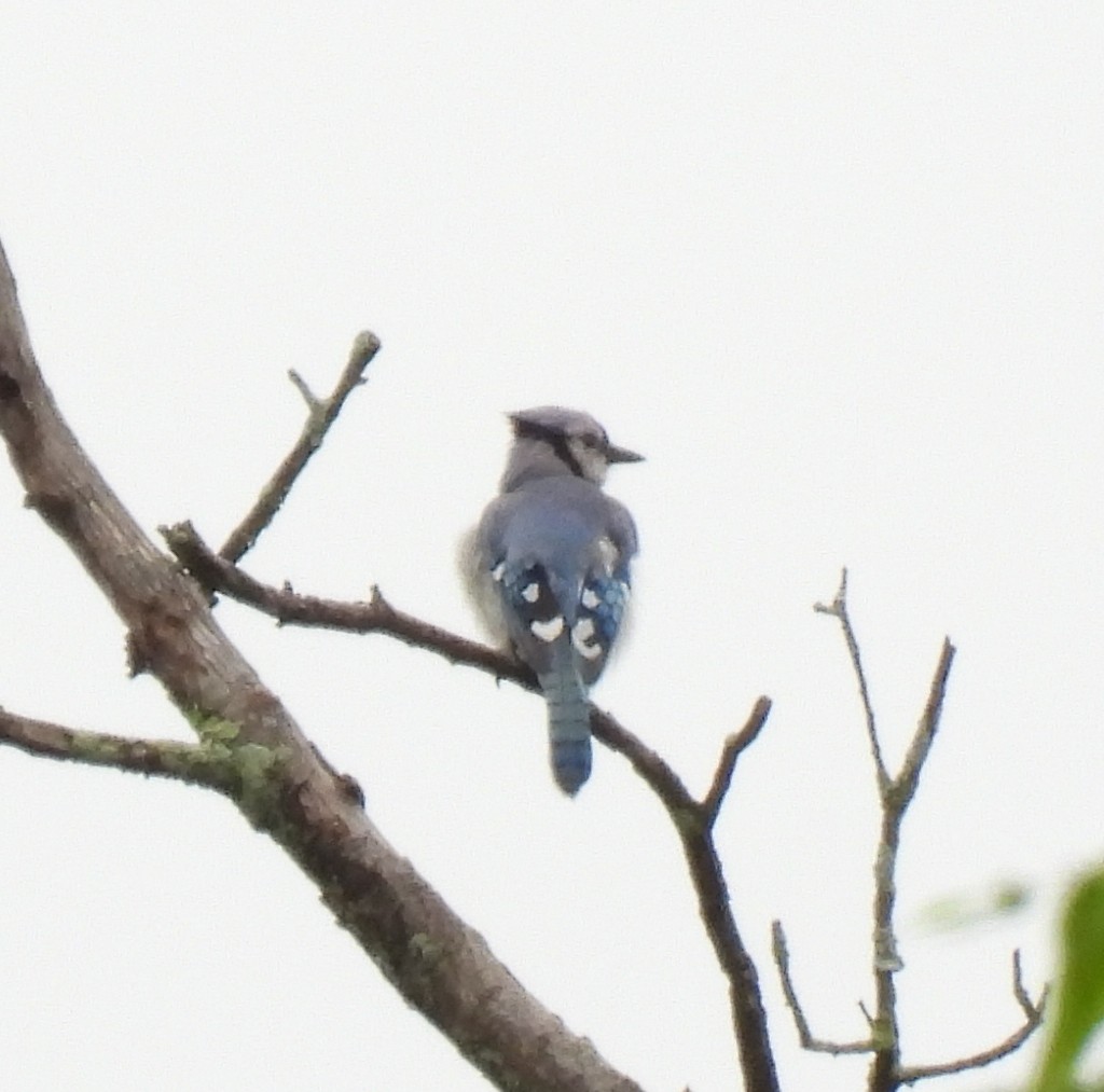 Blue Jay - ML638534830