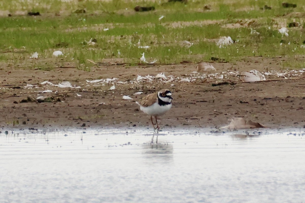 Little Ringed Plover - ML638534831