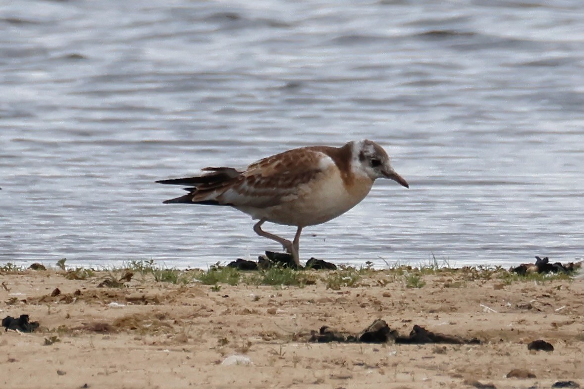 Black-headed Gull - ML638534832