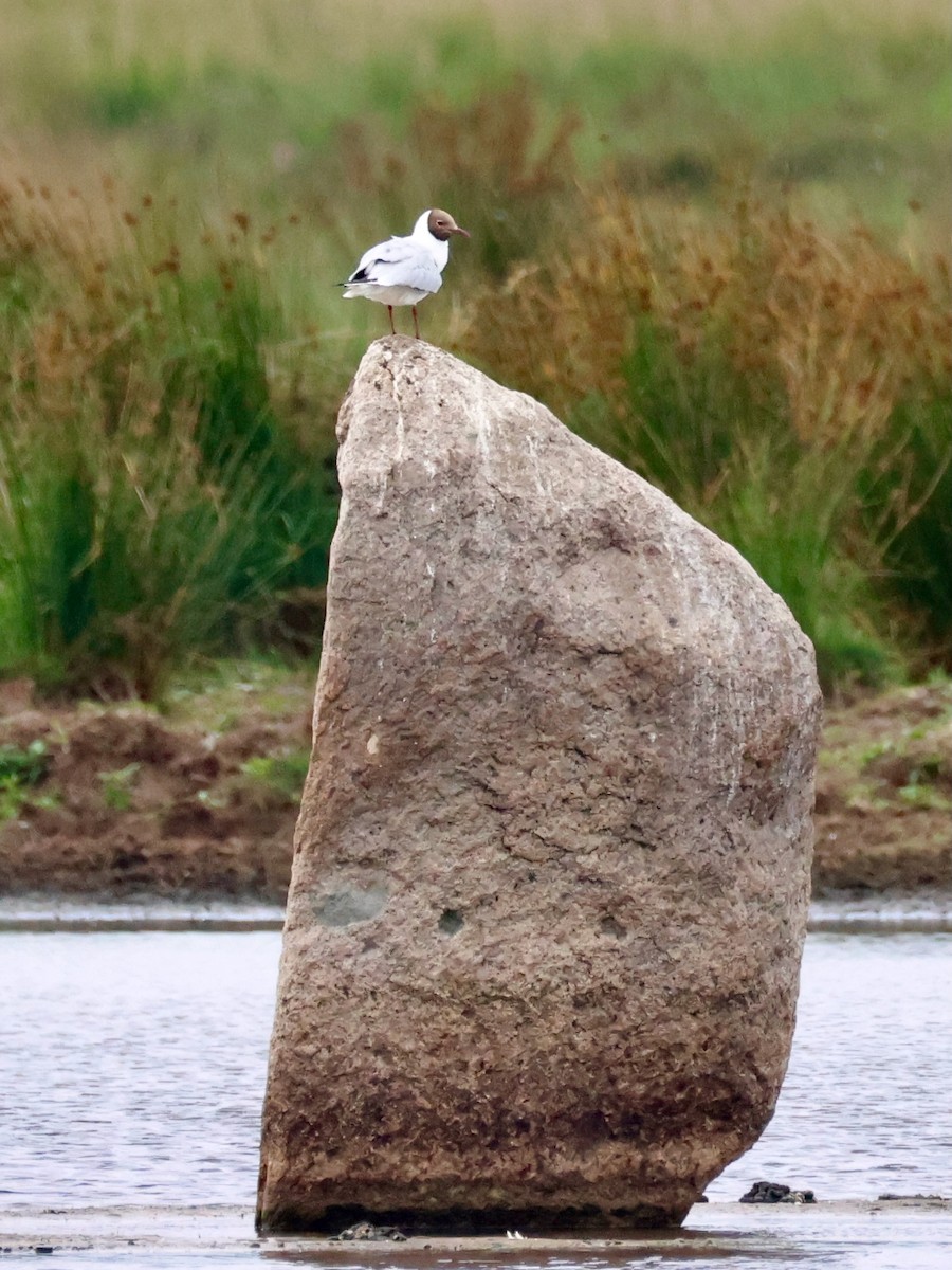 Black-headed Gull - ML638534833