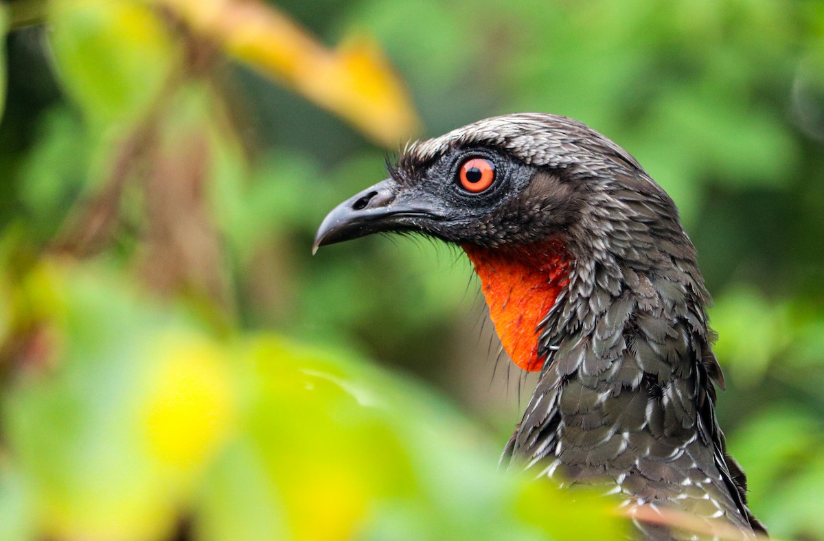 Dusky-legged Guan - ML638534834