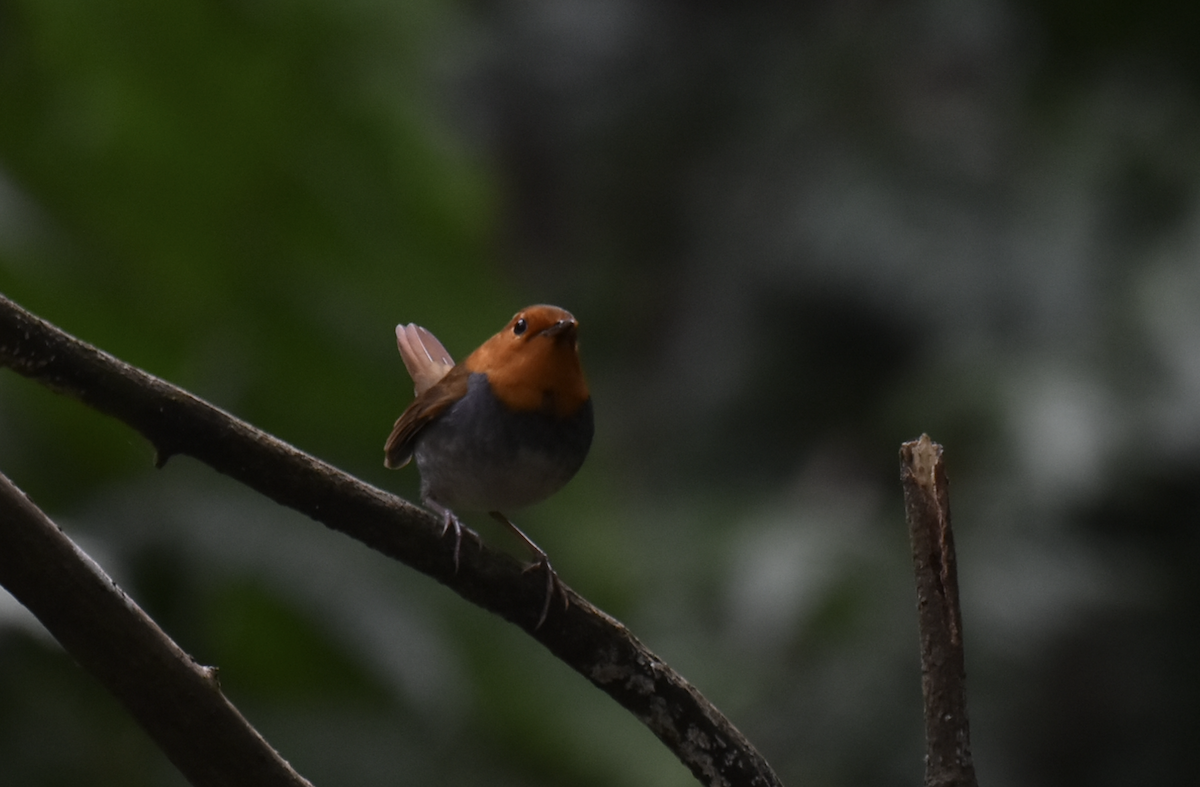 Japanese Robin - ML638534835