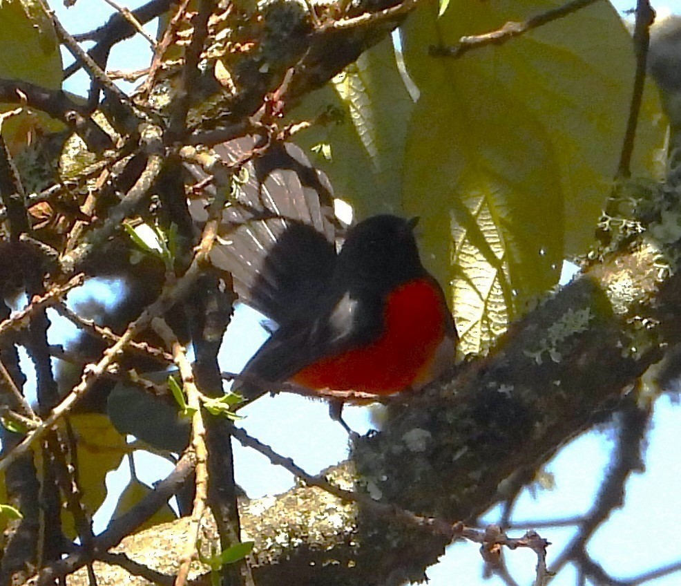 Slate-throated Redstart - ML638534836
