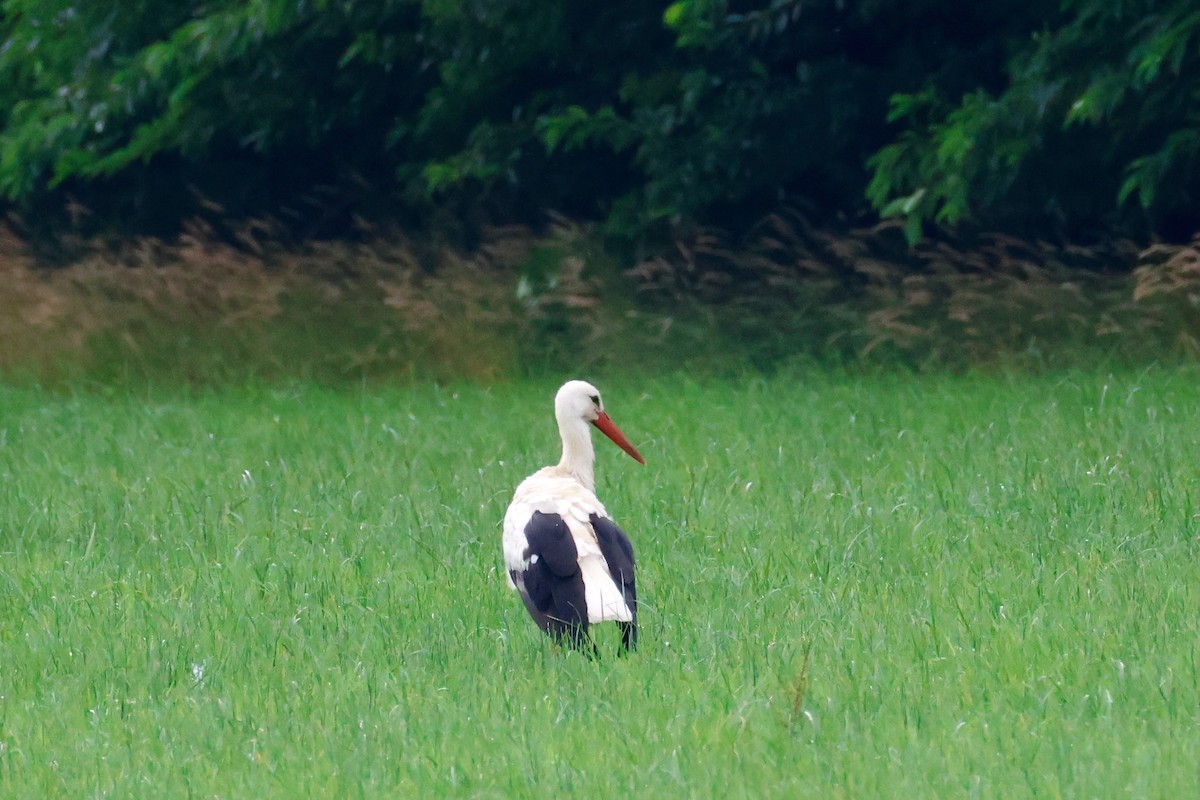 White Stork - ML638534838