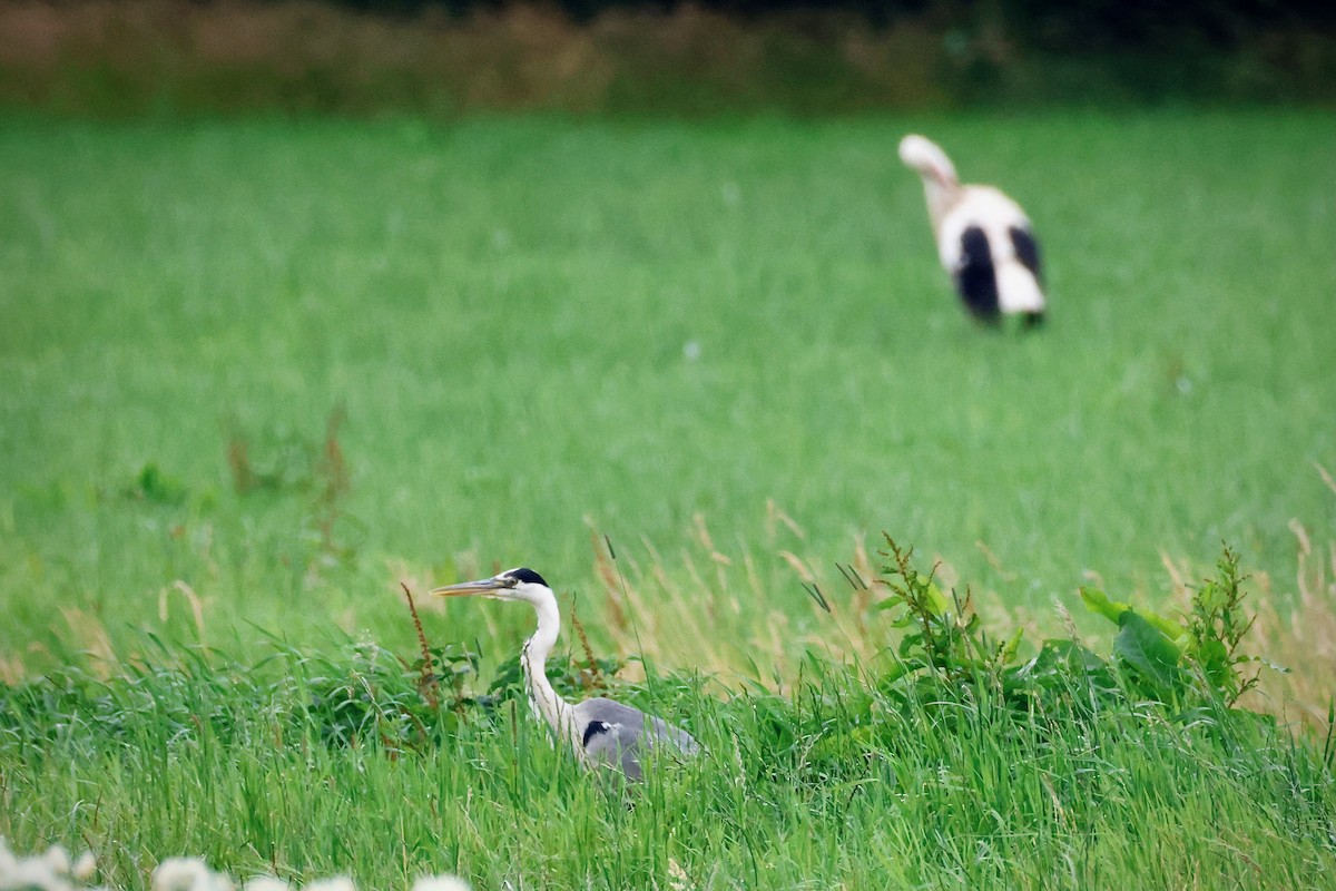 Gray Heron - ML638534841