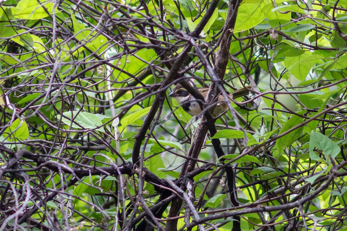 Rufous-capped Brushfinch - ML638534843