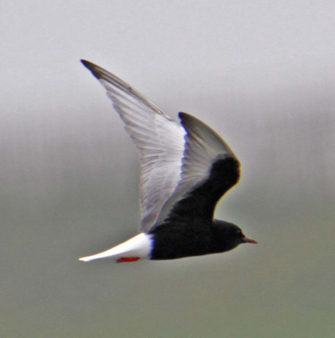 Weißflügel-Seeschwalbe - ML638534849