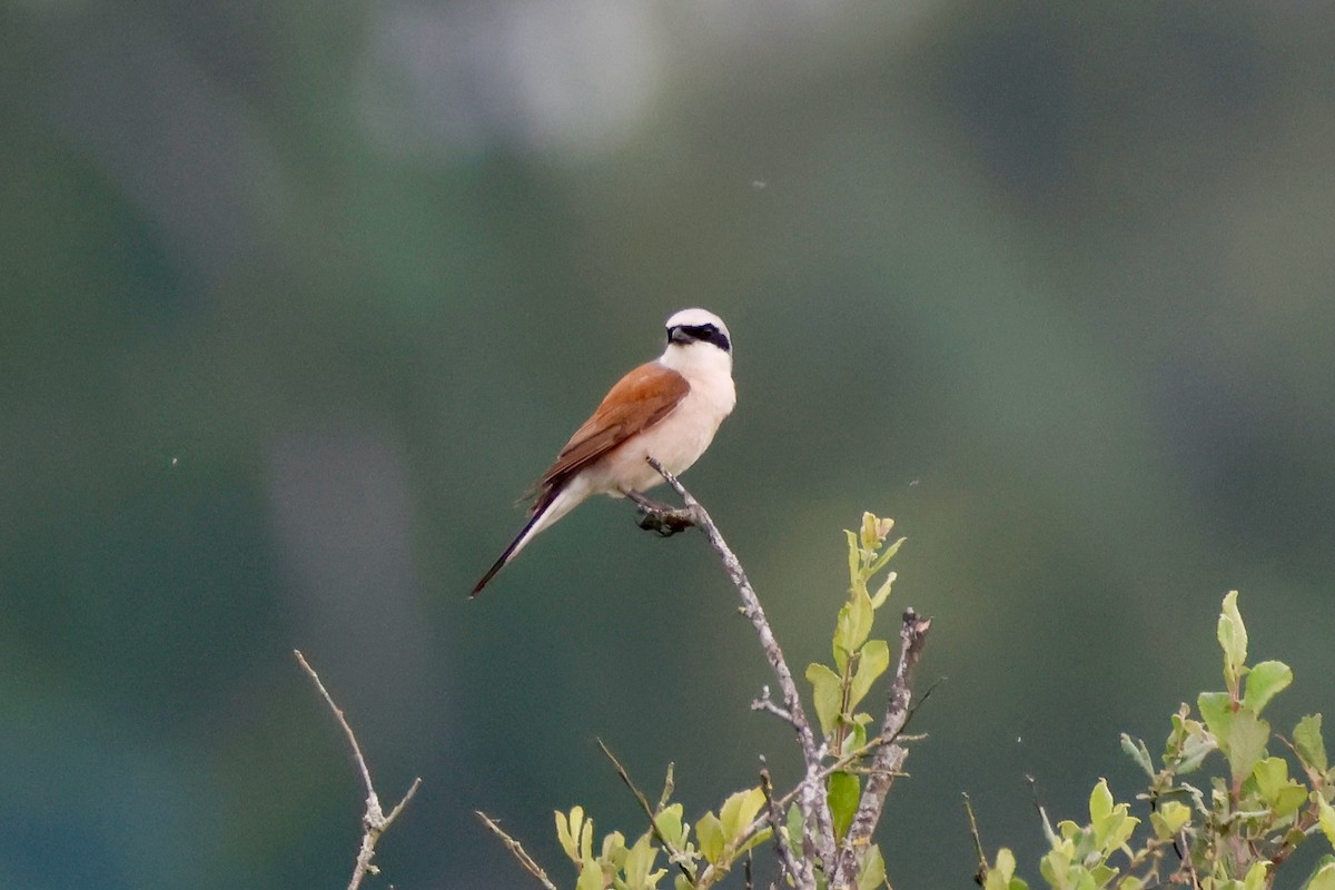 Red-backed Shrike - ML638534853