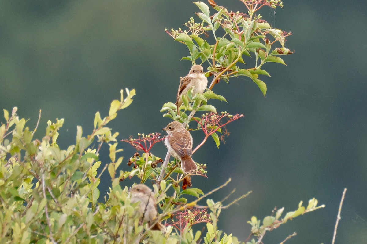 Red-backed Shrike - ML638534854