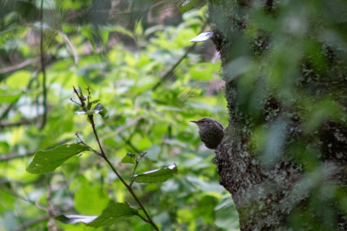 Gray-barred Wren - ML638534855