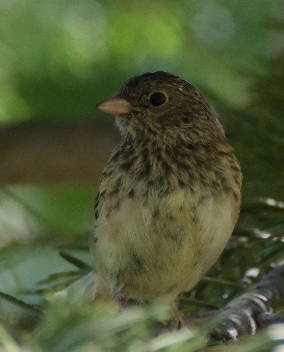 Dark-eyed Junco - ML638534857