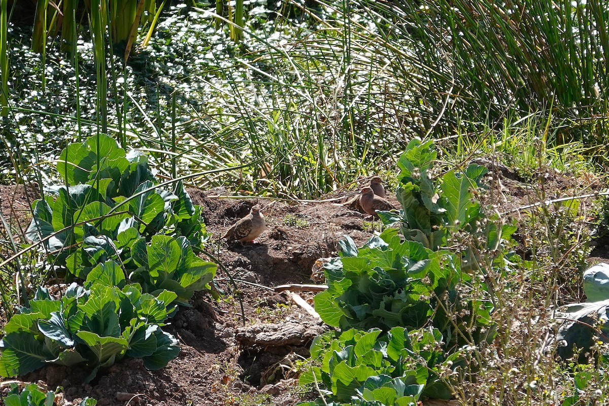 Bare-faced Ground Dove - ML638534858