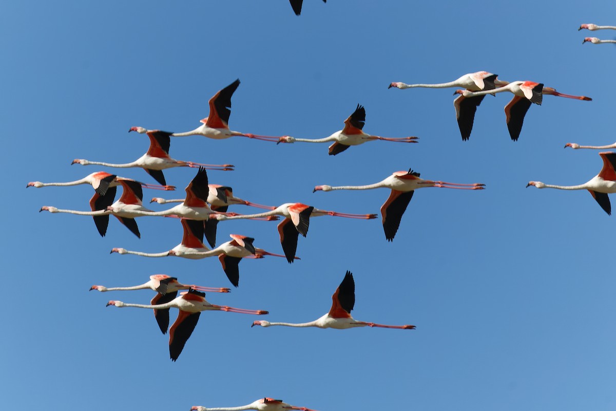 Greater Flamingo - ML638534859
