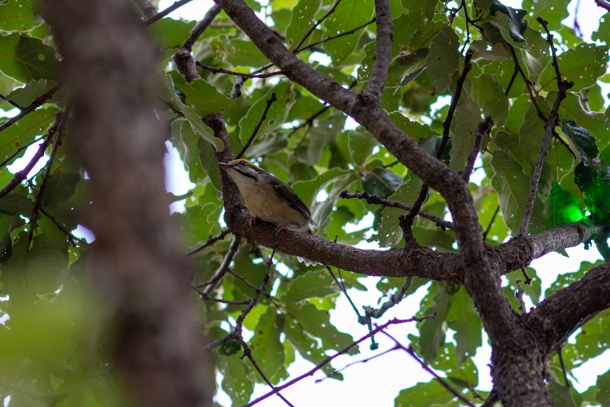 Chestnut-sided Shrike-Vireo - ML638534862