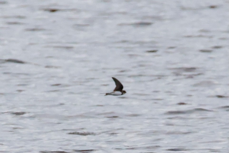 Bank Swallow - ML638534863