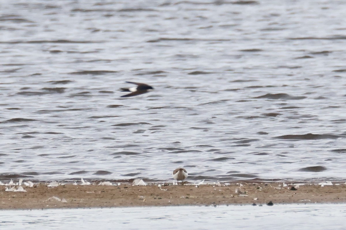 Bank Swallow - ML638534864