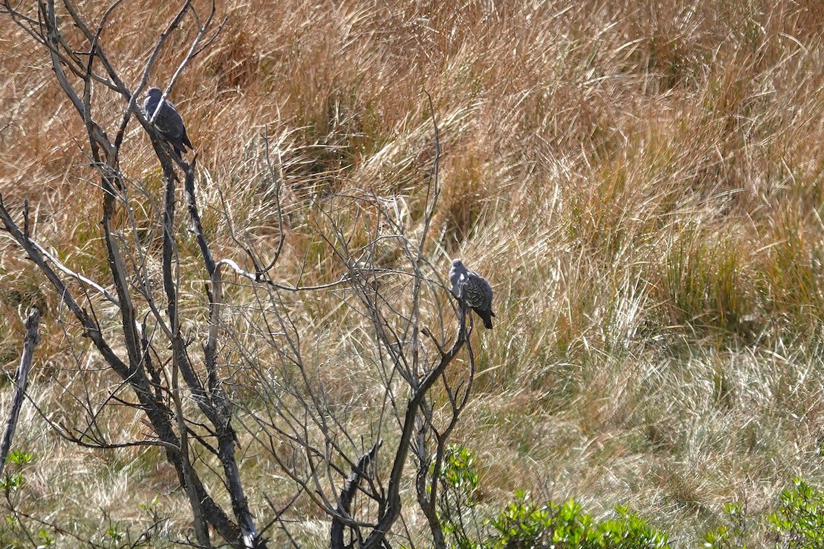 Spot-winged Pigeon - ML638534866