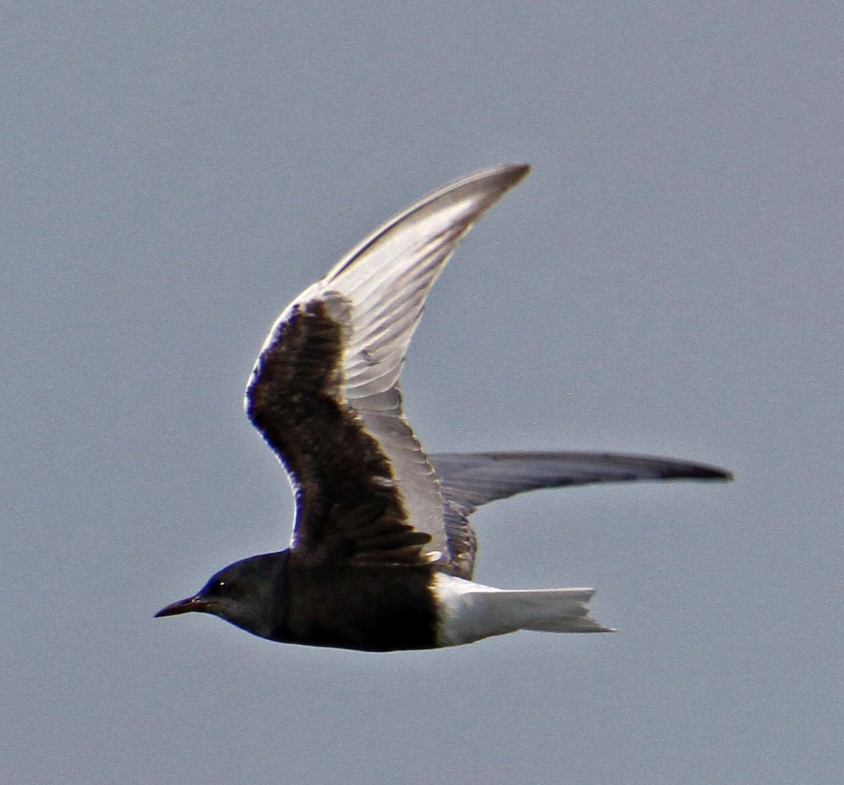 Weißflügel-Seeschwalbe - ML638534867