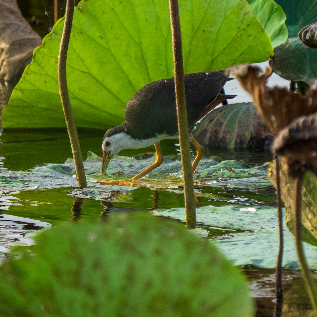 White-breasted Waterhen - ML638534868