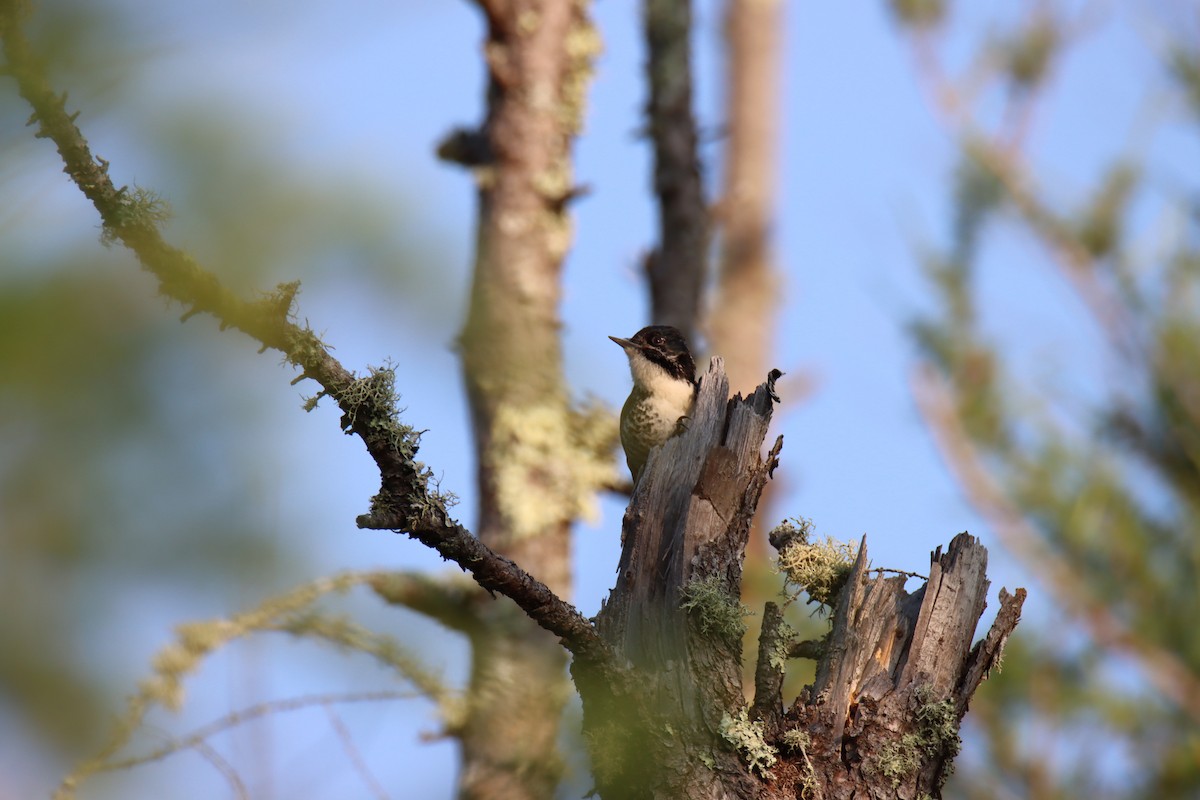 American Three-toed Woodpecker - ML638534871