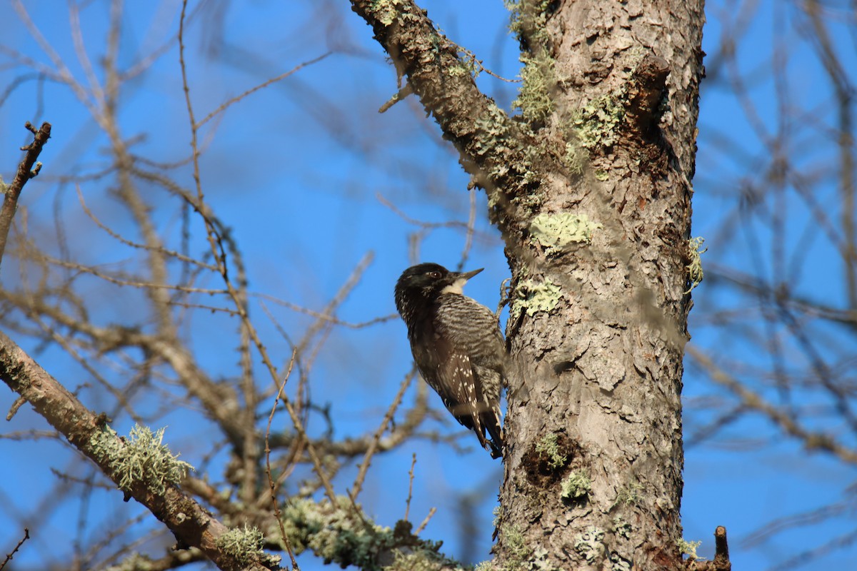 American Three-toed Woodpecker - ML638534880