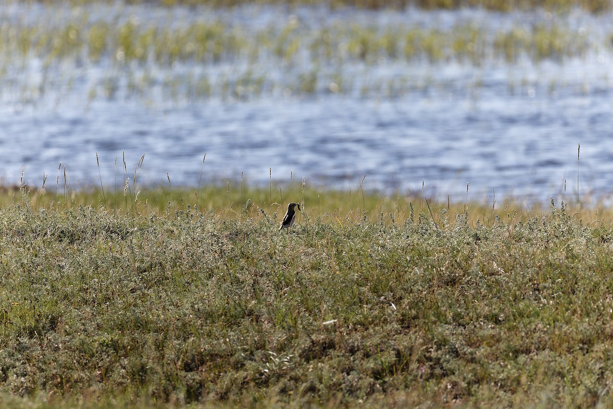 Northern Wheatear - ML638534881