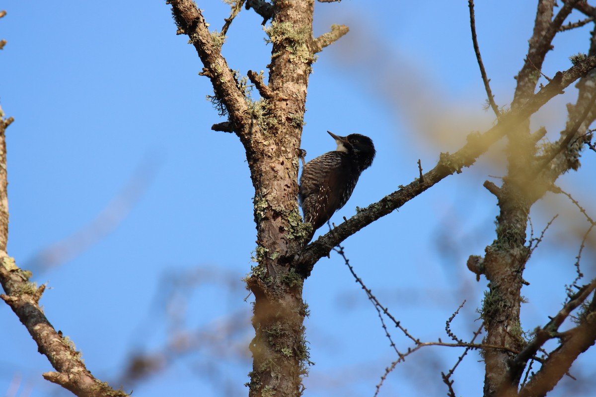 American Three-toed Woodpecker - ML638534882