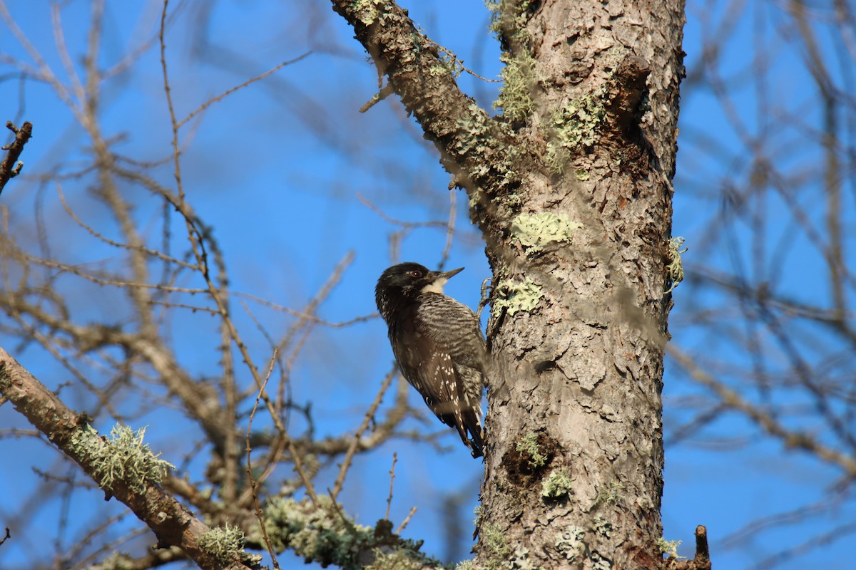 American Three-toed Woodpecker - ML638534888