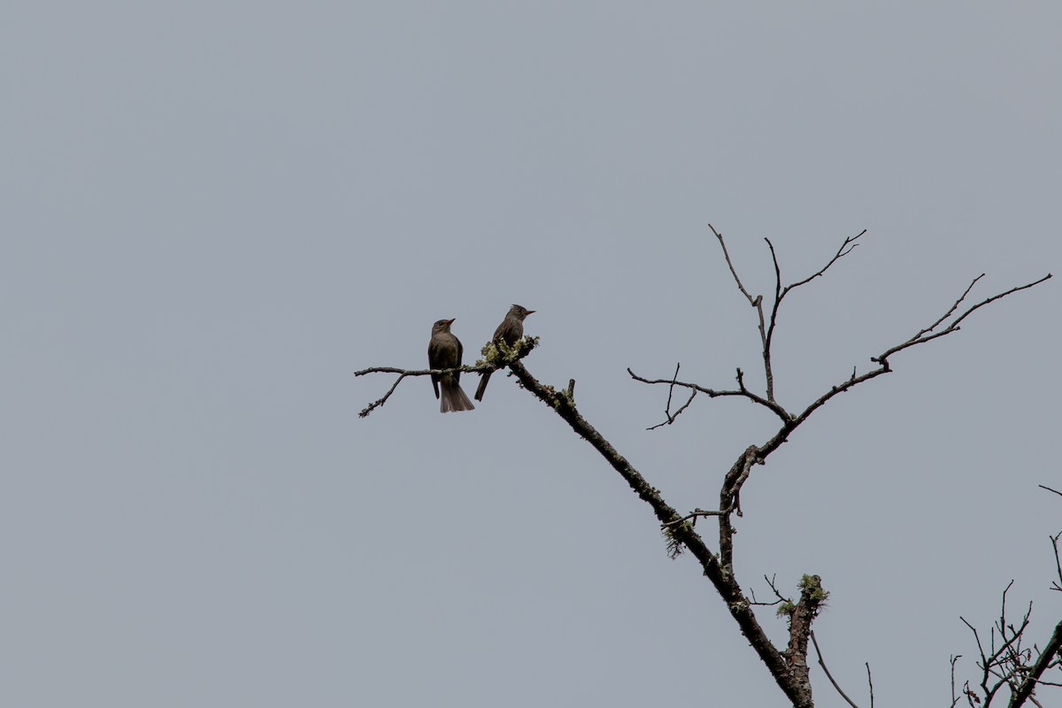 Greater Pewee - ML638534890