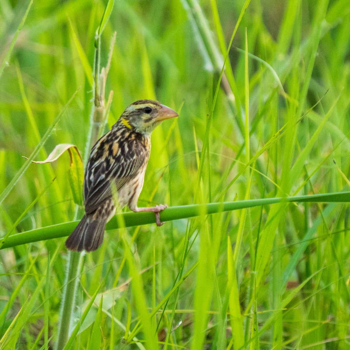 Streaked Weaver - ML638534956