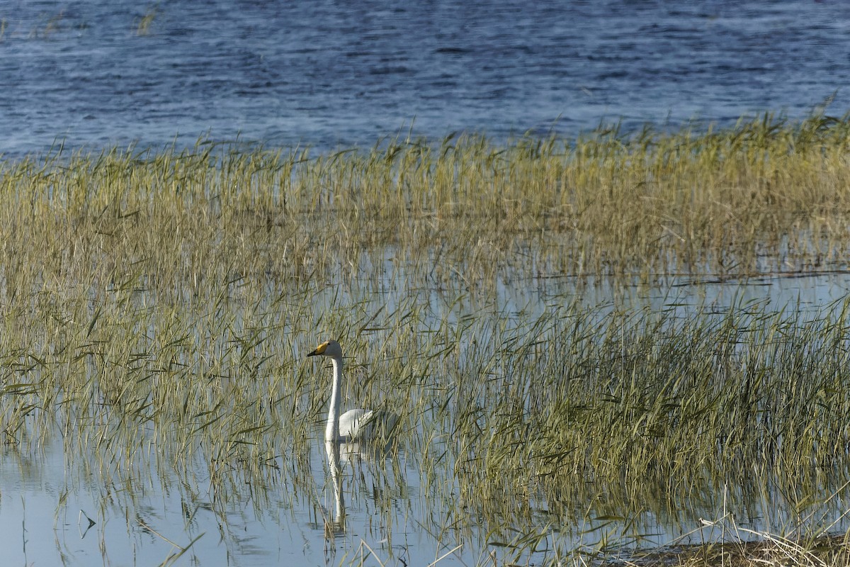 Лебідь-кликун - ML638534981