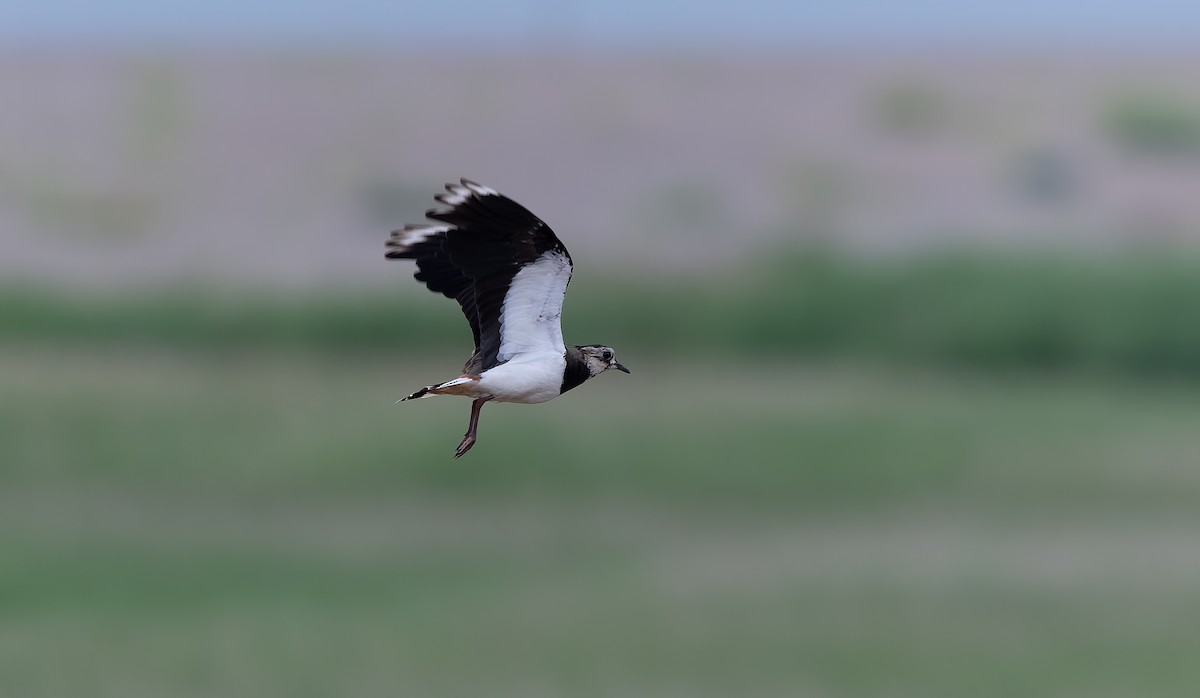 Northern Lapwing - ML638534983