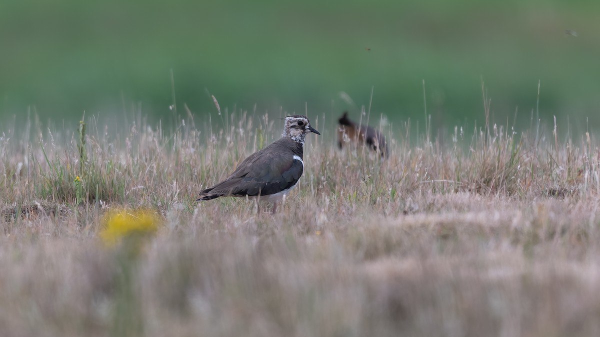 Northern Lapwing - ML638534985