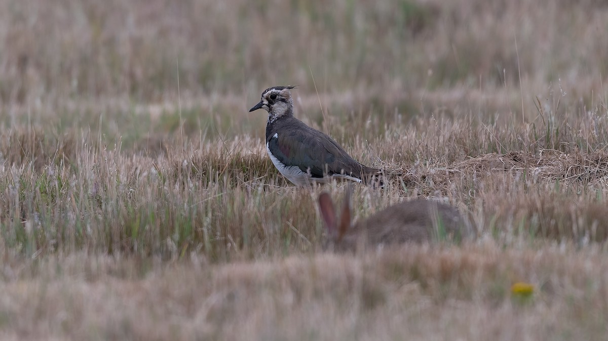 Northern Lapwing - ML638534987