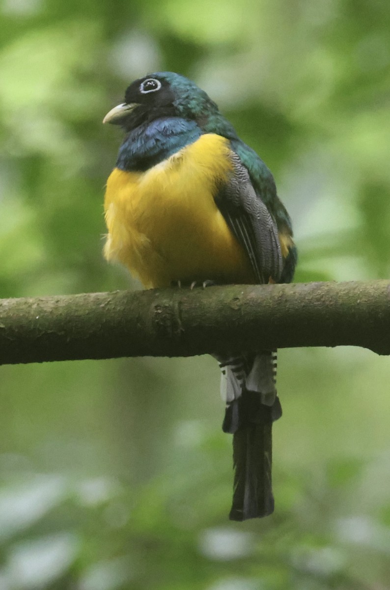 Northern Black-throated Trogon - ML638534995