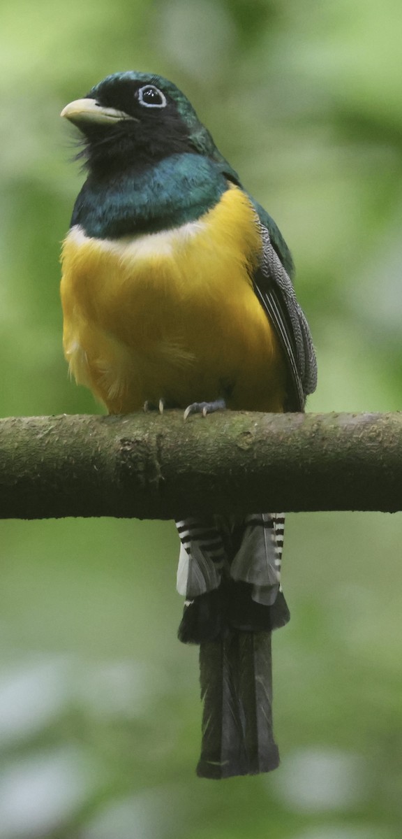 Northern Black-throated Trogon - ML638534997
