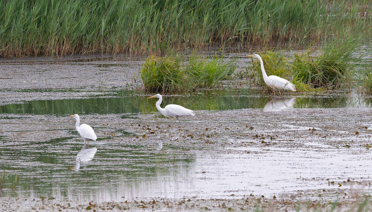 Great Egret - ML638535004
