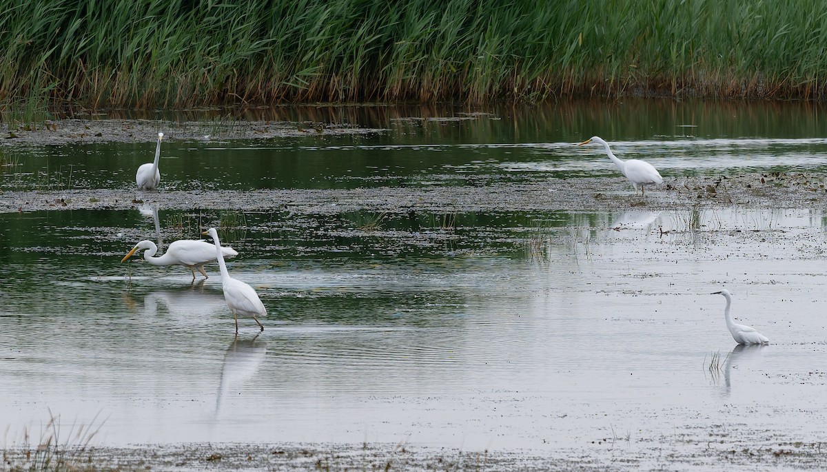 Great Egret - ML638535007