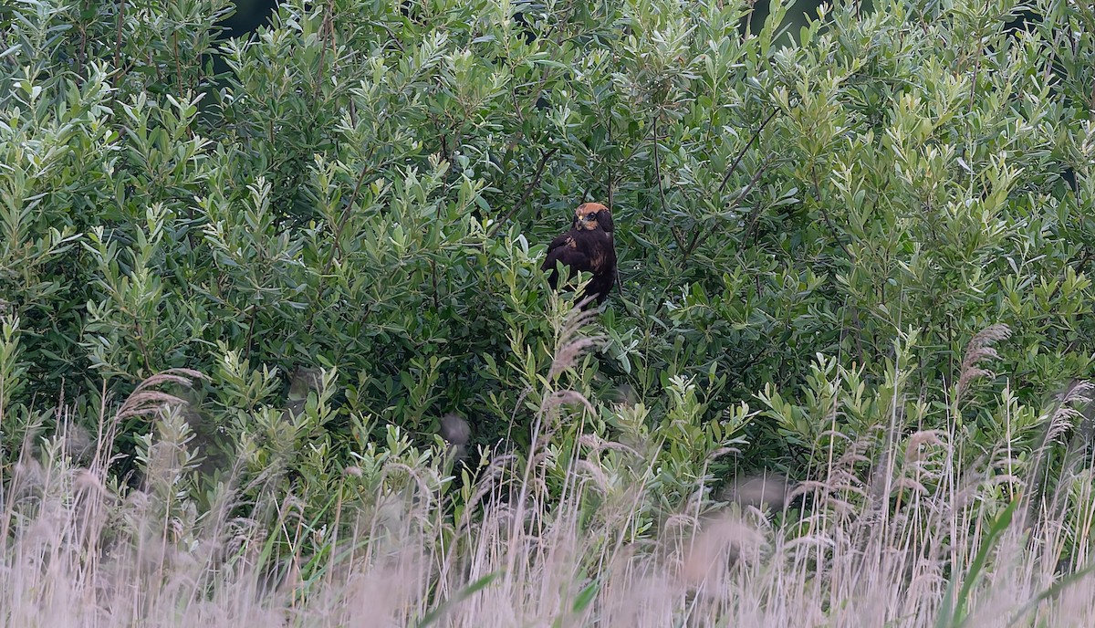 Western Marsh Harrier - ML638535014