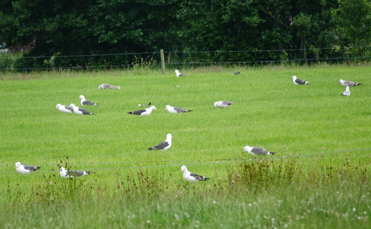 Lesser Black-backed Gull - ML638535047