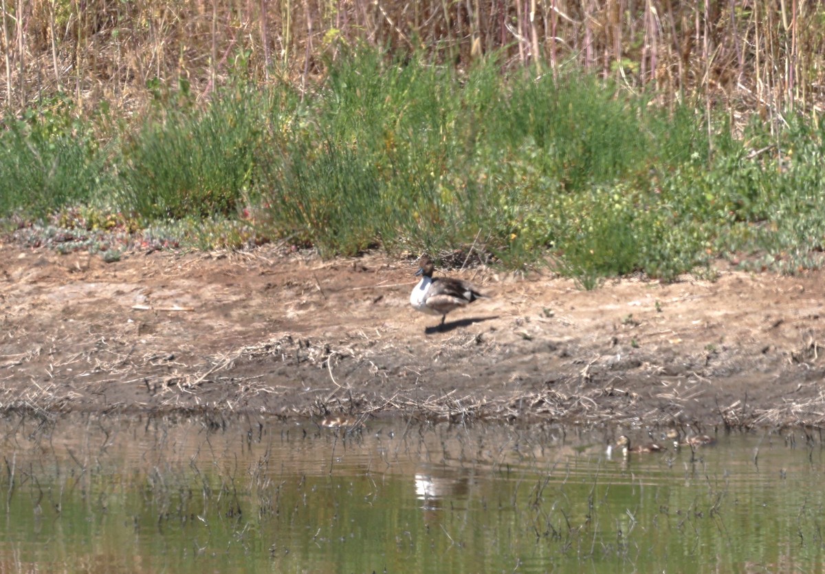 Northern Pintail - ML638535063