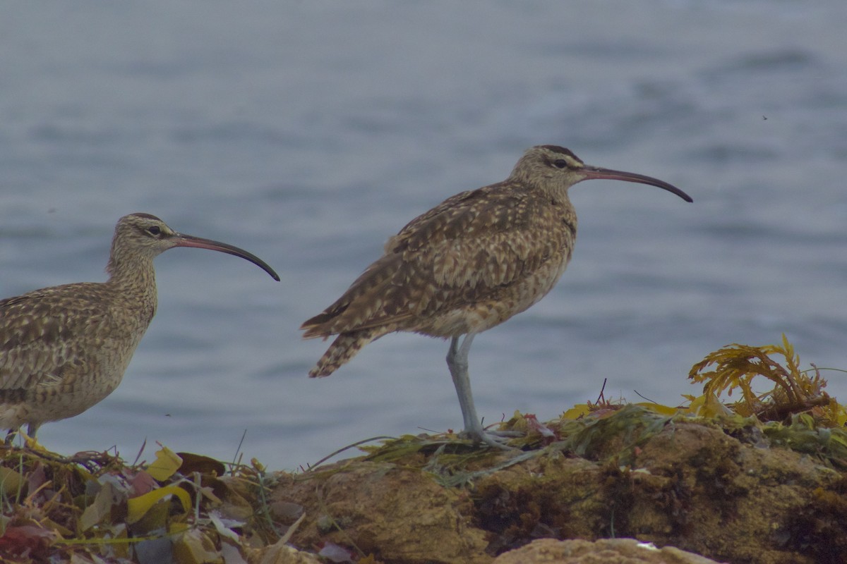 Long-billed Curlew - ML638535076