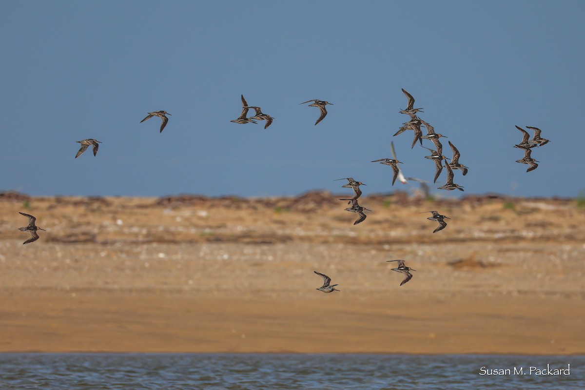 Short-billed Dowitcher - ML638535079