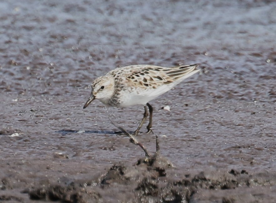 Semipalmated Sandpiper - ML638535081