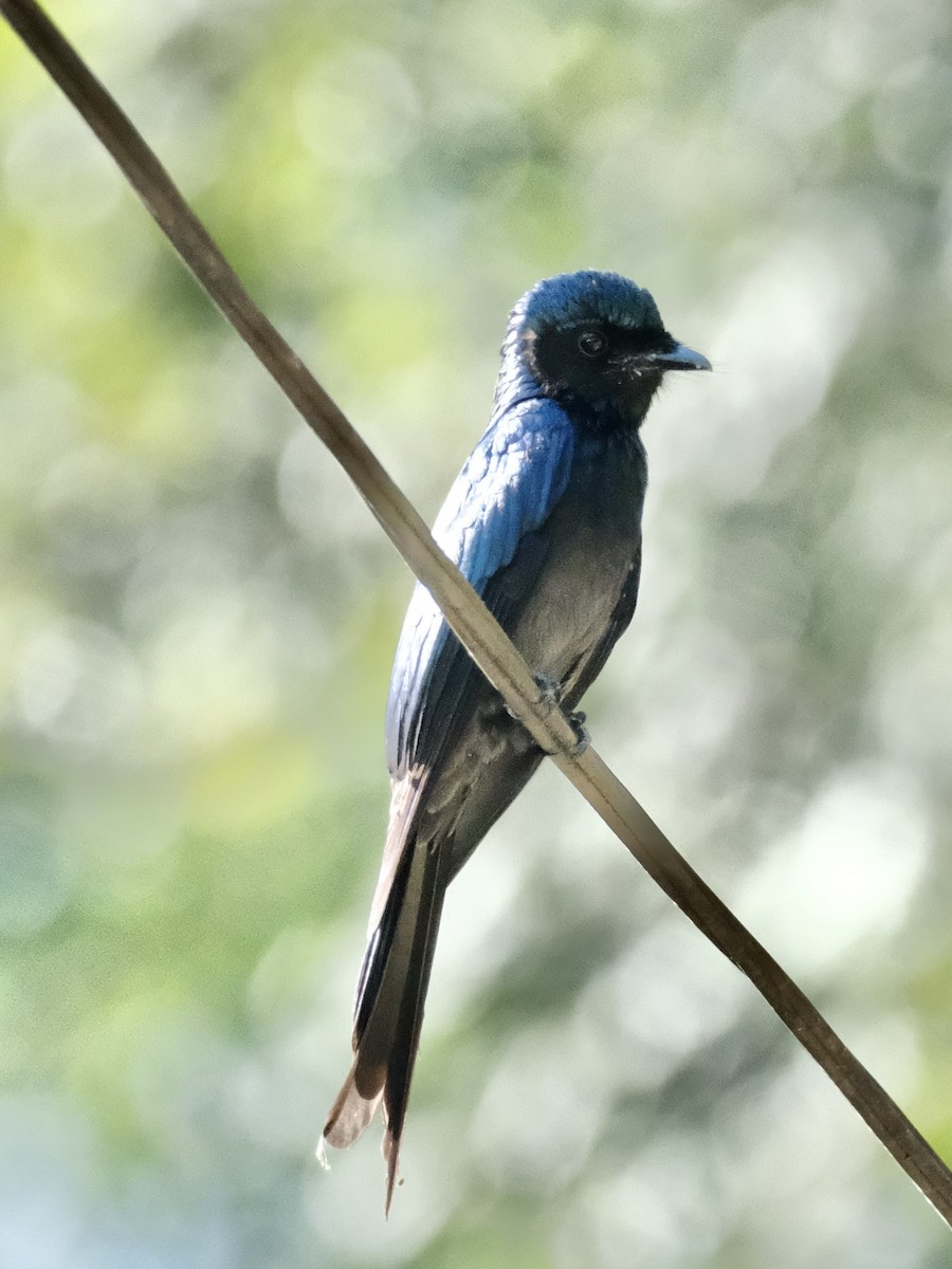 bronsedrongo - ML638535082