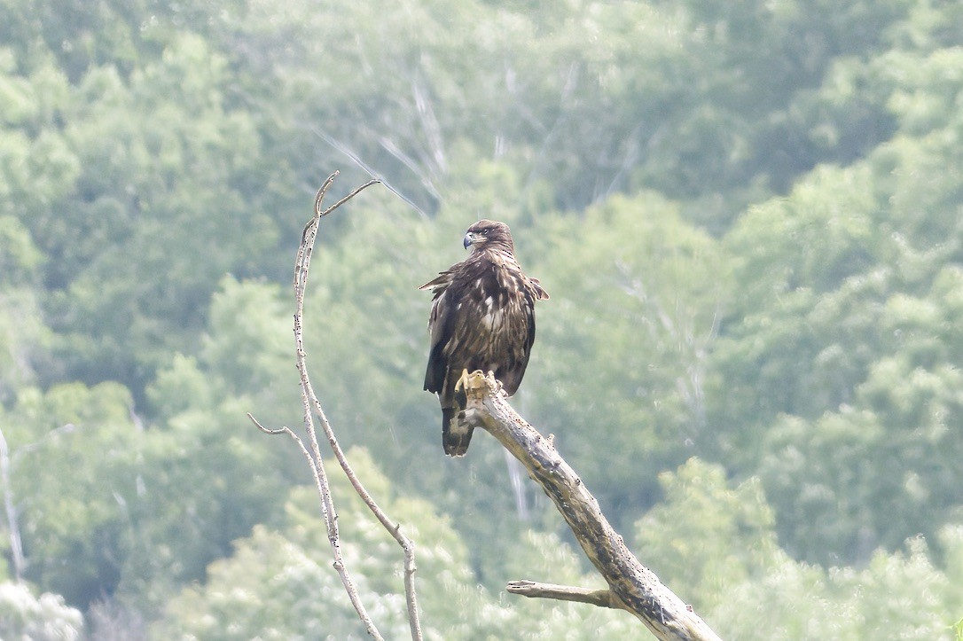 Bald Eagle - ML638535085