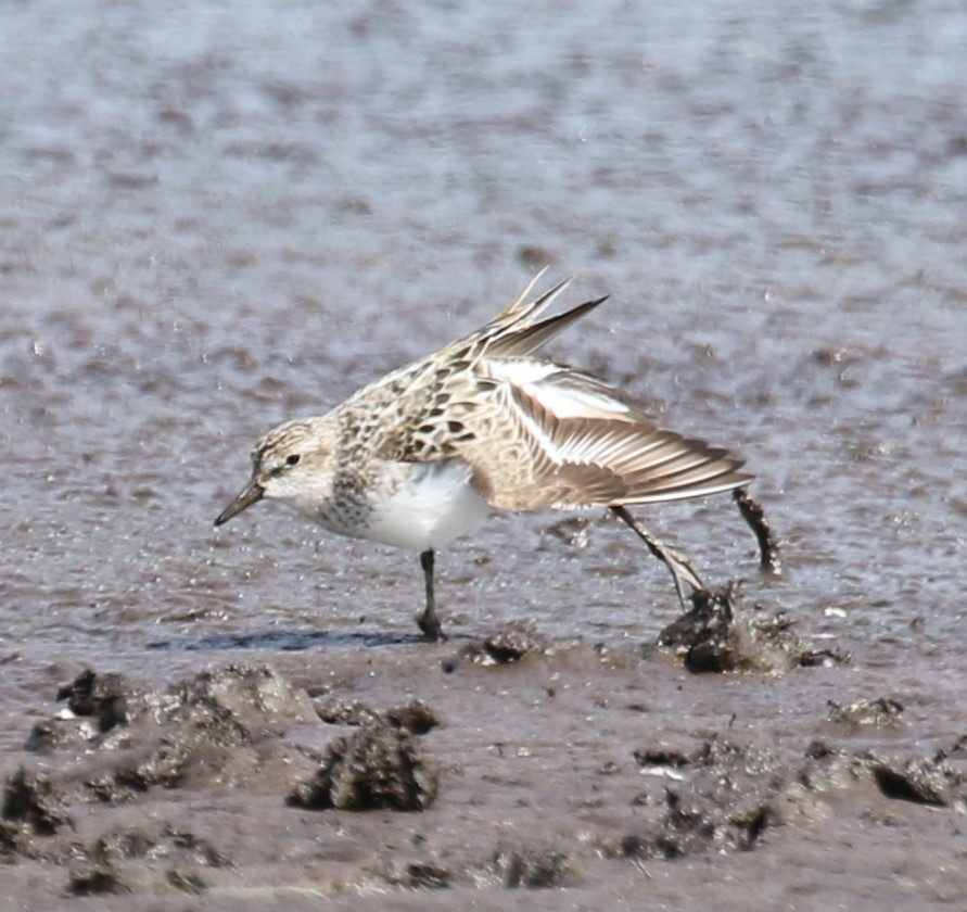 Semipalmated Sandpiper - ML638535087
